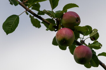A close-up of fresh ripe raw red shiny apples hanging in a tree. The crabapples or Gala apples are attached to a branch with lots of green fall leaves. The leaves are damaged with brown spots.