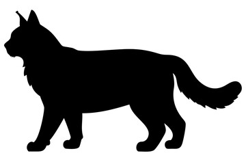 Obraz premium Silhouette of a Giant Maine Coon Cat feline