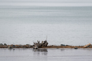 Pieces of dead wood and tree debris along the edge of a sandy beach. The driftwood, stumps, and branches of tree are waterlogged. The ocean is gray both in front of the beach and behind the sandbar.