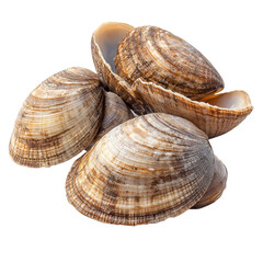 Fototapeta premium Clams isolated on transparent background