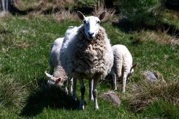 A large mother sheep stands on green grass and a rocky hill with two small baby lambs behind the mother. The sheep are eating grass.  The mother is covered in dirty wool. The animal is looking forward