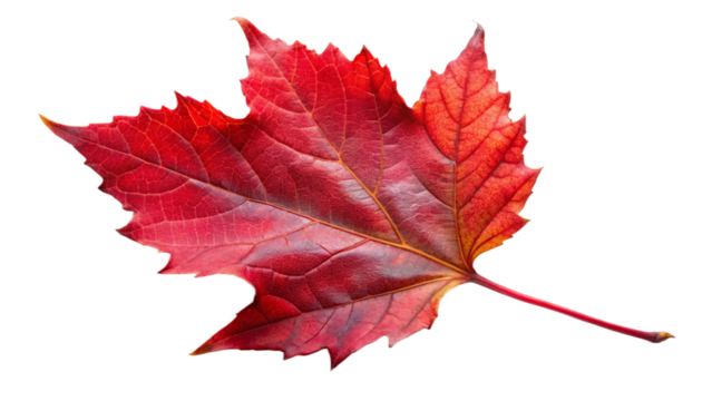 red leaf isolated on white