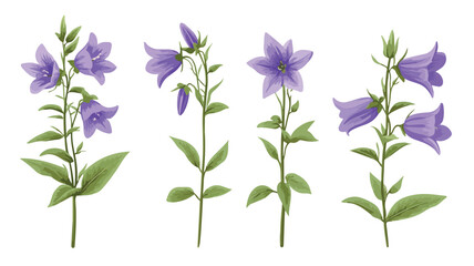 Vibrant Bellflowers Blossoming in Springtime Floral Scene