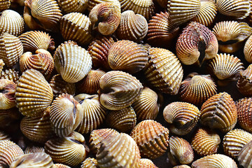 Clams spread all over the background, decorative natural background. Marine life. Seafood.
