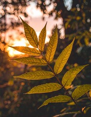 Illuminated Green Leaves with Detailed Veins Against Blurred Bokeh Background