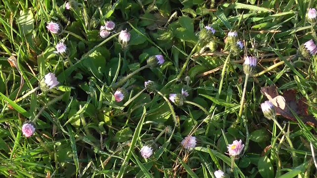 Common Daisy (Bellis perennis) - Time-lapse of Opening Flowers