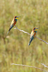 European bee-eater hunting flying insects in natural environment. Birds resting on the tree