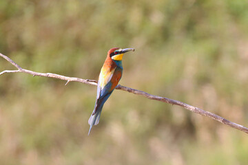 European bee-eater hunting flying insects in natural environment. Birds resting on the tree