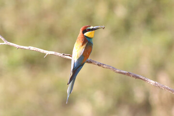 European bee-eater hunting flying insects in natural environment. Birds resting on the tree