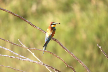 European bee-eater hunting flying insects in natural environment. Birds resting on the tree