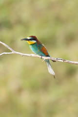 European bee-eater hunting flying insects in natural environment. Birds resting on the tree