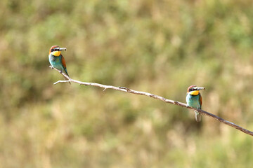European bee-eater hunting flying insects in natural environment. Birds resting on the tree