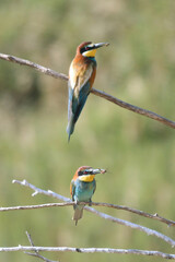 European bee-eater hunting flying insects in natural environment. Birds resting on the tree