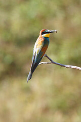 European bee-eater hunting flying insects in natural environment. Birds resting on the tree