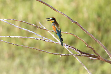 European bee-eater hunting flying insects in natural environment. Birds resting on the tree