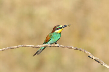 European bee-eater hunting flying insects in natural environment. Birds resting on the tree