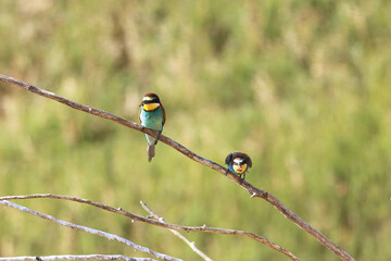 European bee-eater hunting flying insects in natural environment. Birds resting on the tree