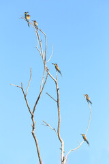 European bee-eater hunting flying insects in natural environment. Birds resting on the tree