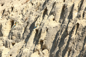 European bee-eater hunting flying insects in natural environment. Birds resting on the tree