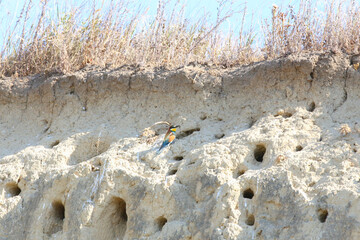 European bee-eater hunting flying insects in natural environment. Birds resting on the tree
