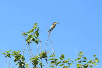 European bee-eater hunting flying insects in natural environment. Birds resting on the tree
