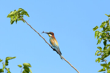 European bee-eater hunting flying insects in natural environment. Birds resting on the tree