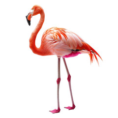 Obraz premium Pink flamingo, profile view