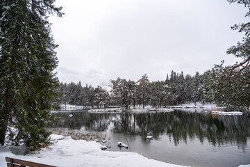 Peaceful Winter Lake Framed by Snow-Covered Evergreen Forest: Tranquil Nature Under Overcast Sky