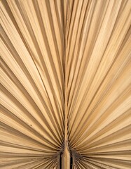 Close Up Beige Dried Palm Frond Radiating Pattern Texture Background