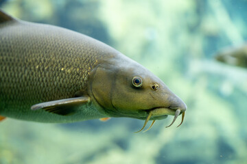 Fototapeta premium Close-Up of Freshwater Barbel Fish Head | Detailed Underwater Portrait with Distinctive Barbels and Golden Scales