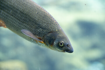 Close-Up of Freshwater Fish Swimming | Detailed Barbel in Clear Aquarium Water with Glistening Scales