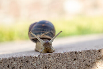 shelled snail, slug on its way. close-up macro