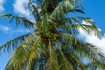 Obraz premium The crowns of palm trees with coconuts, view from below on blue sky background. Tropical vacation concept. High quality photo. copy space.