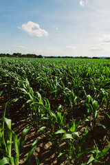 Vibrant Cornfield Under Blue Sky A Lush Agricultural Landscape