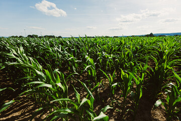 Lush Cornfield Under a Bright and Radiant Sky A Picturesque Scenic View that Highlights...