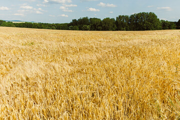 A golden wheat field spreads under a blue sky, with a lush green forest in the background, creating a picturesque landscape that highlights natures serene summer beauty and charm