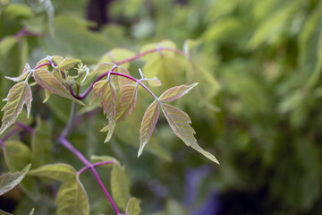 New leaf-blooming, budding plant. Close-up.