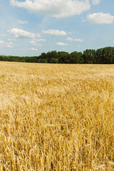 A Golden Wheat Field Stretching Under a Bright Blue Sky This is a Picturesque Agricultural Landscape That Captures the Essence of Rural Life and the Beauty of Nature in the Countryside