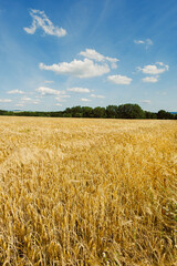 A vast and beautiful golden wheat field stretches out under a pristine blue sky adorned with fluffy white clouds drifting lazily in the background, creating a picturesque and serene scene