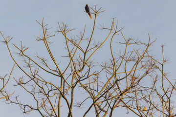 Psarocolius decumanus (Gulungo/Oropéndola/Mochilero/Cacique crestado) posado en árbol seco de San Rafael, Antioquia, Colombia. Ave silvestre observando paisaje bajo cielo despejado.
