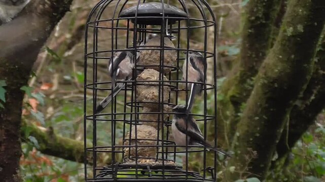 Flock of Long-tailed Tits (Aegithalos caudatus) Feeding on a Fat Ball Bird Feeder