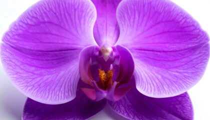 Fototapeta premium Close-up of vibrant purple orchid