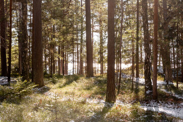 Fototapeta premium Spring Forest After Snowfall. A serene spring forest landscape after a sudden snowfall.