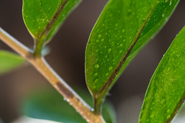 Close-up of green leaf with water droplets