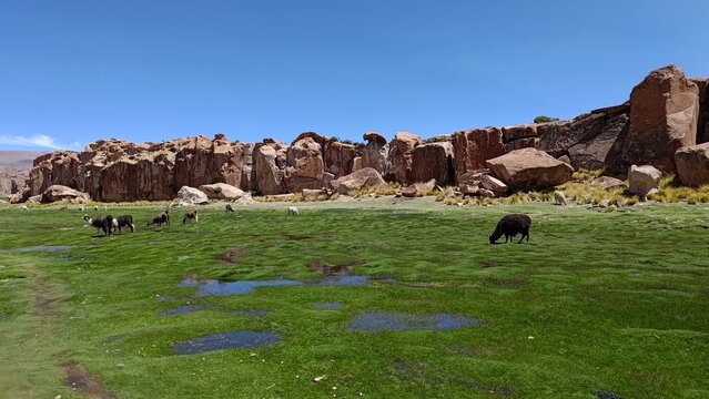 A herd of llamas and alpacas grazing peacefully on a vibrant green highland meadow at Valle de Rocas, Bolivia. The scenic landscape features large rock formations under a clear blue sky.