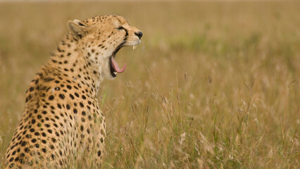 Cheetah yawning in the Masai Mara National Park, Kenya