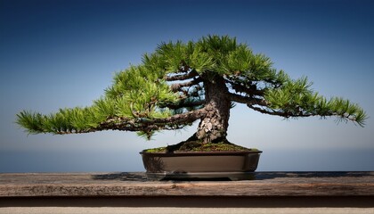 europaische larche als bonsai baum