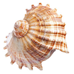 Fototapeta premium Close-up of a seashell (13)