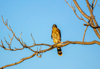 A Cooper's Hawk in a california Habitat looking at