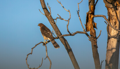 A Cooper's Hawk in a california Habitat looking at  a Hawk sitting in a Bare Dead Tree
